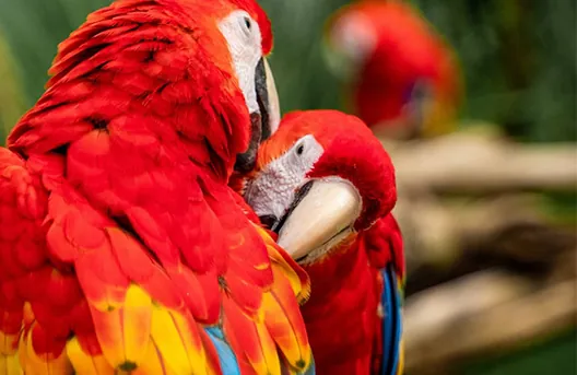 Amazon Birdwatching Tour — endemic birds at dawn