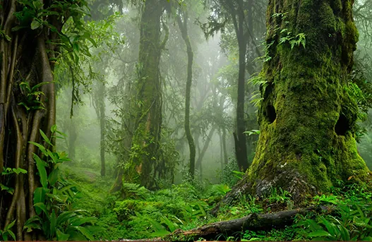 Survival Amazon Tour — bushcraft with Indigenous masters