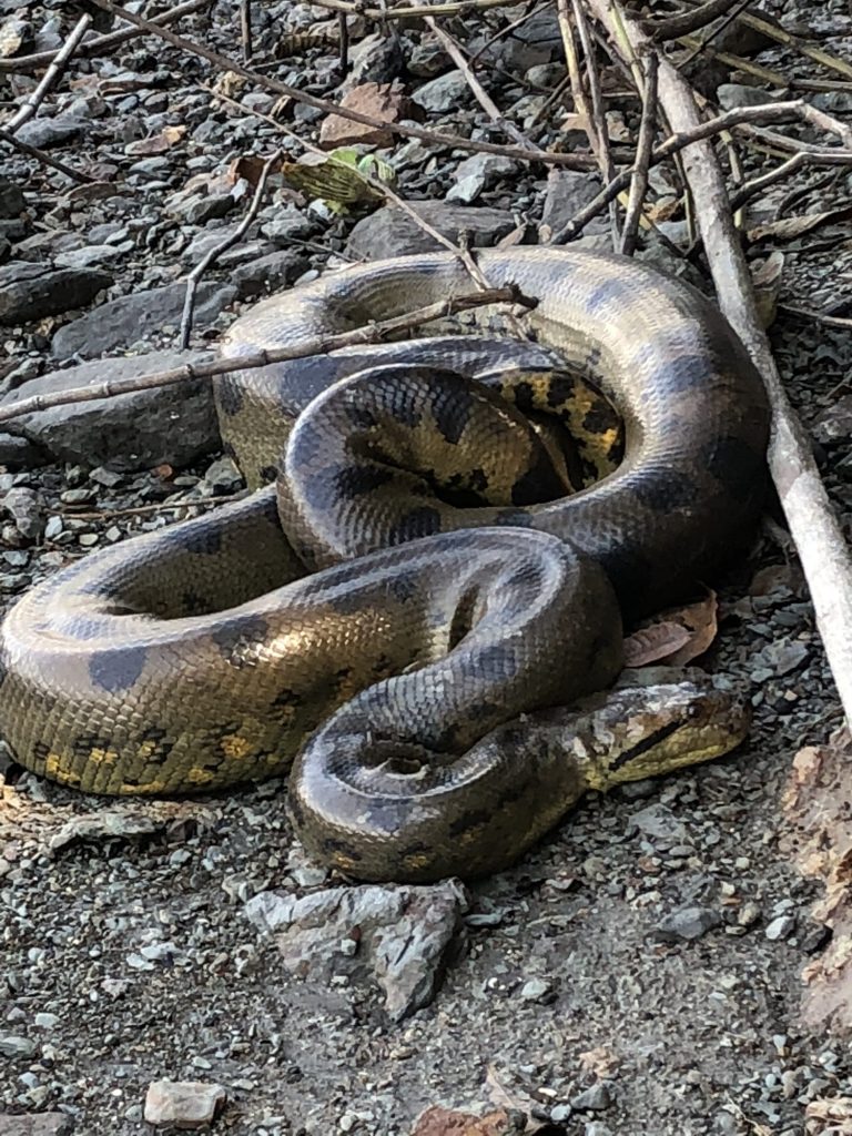 Are There Anacondas in the Amazon? Where to See Them in Colombia