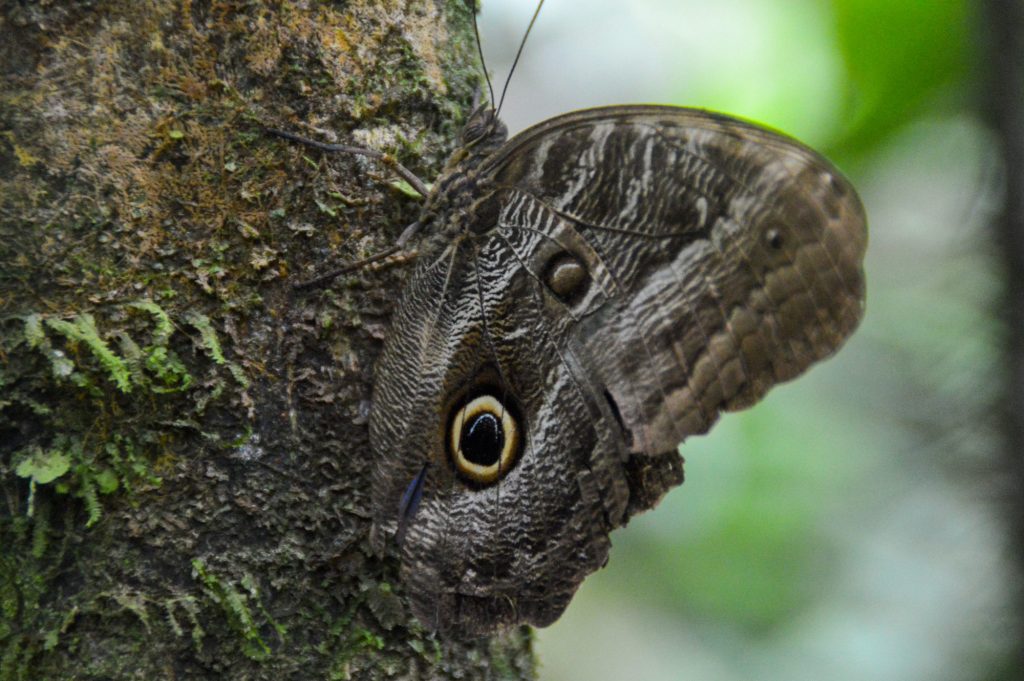 Amazon Rainforest Animals: 20 You Can See in the Colombian Amazon
